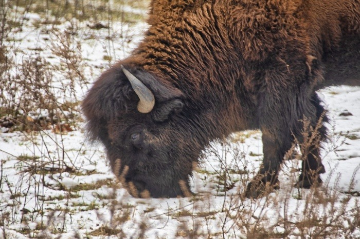 National Bison Day - Buffalo