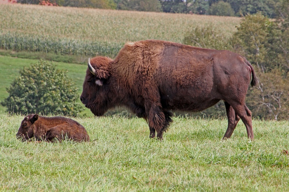 Buffalo