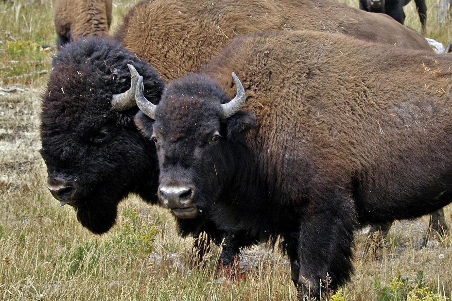 Buffalo