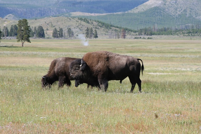 National Bison Month - Bison - Buffalo