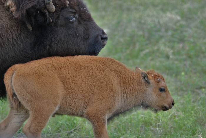 National Bison Day - Bison - Buffalo