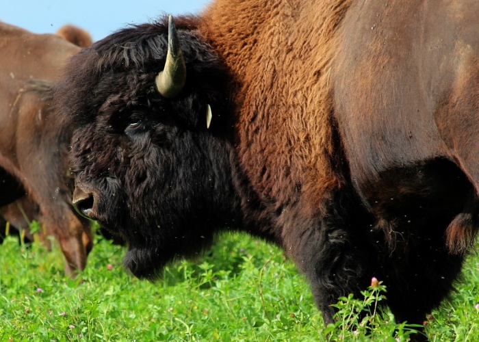 National Bison Day - Bison - Buffalo