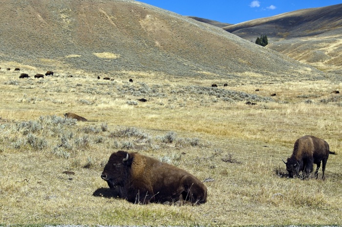 National Bison Day
- Bison - Buffalo