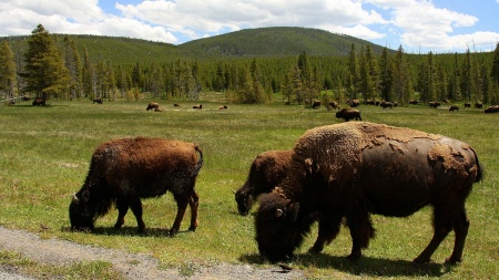 World Wildlife Conservation Day - American Buffalo