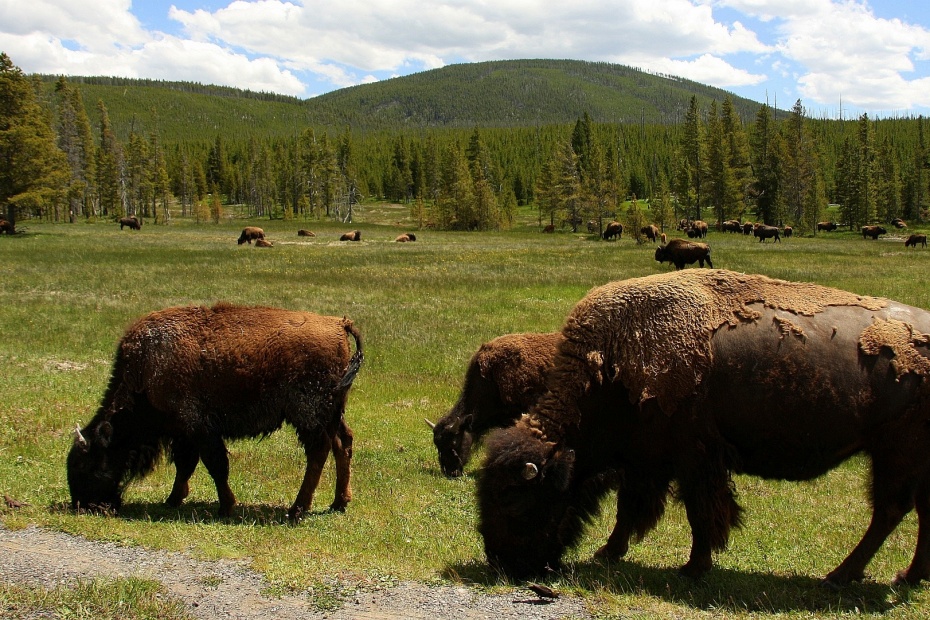 American Buffalo