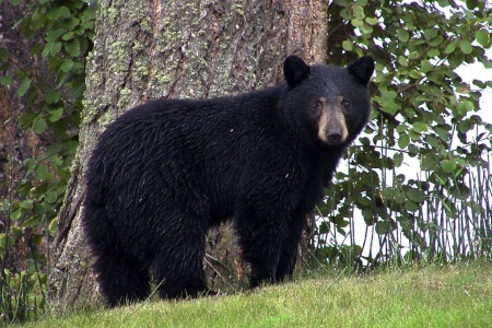 National Black Bear Day - Black Bear