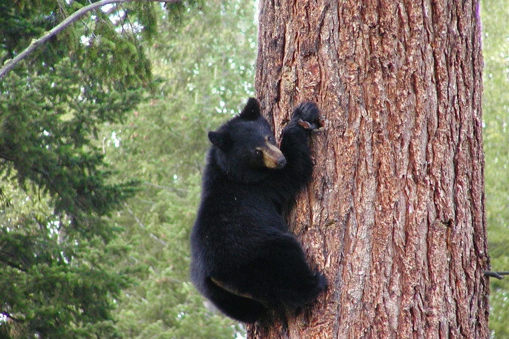 National Black Bear Day - Black Bear