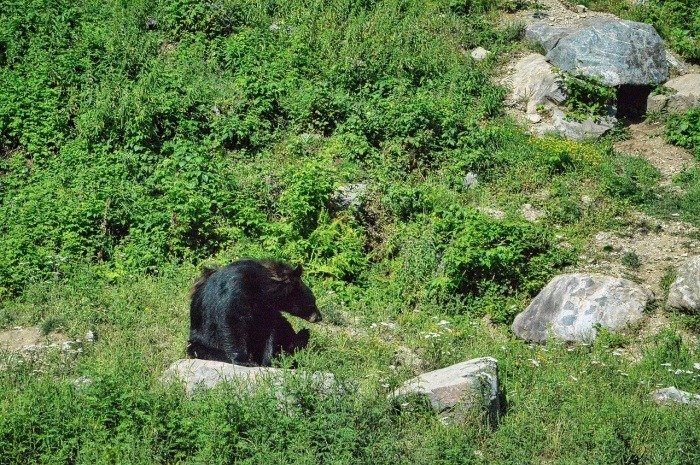 World Bear Day - Black Bear