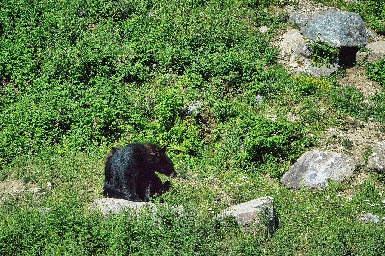 World Bear Day 2024 - Wildlife Around the World