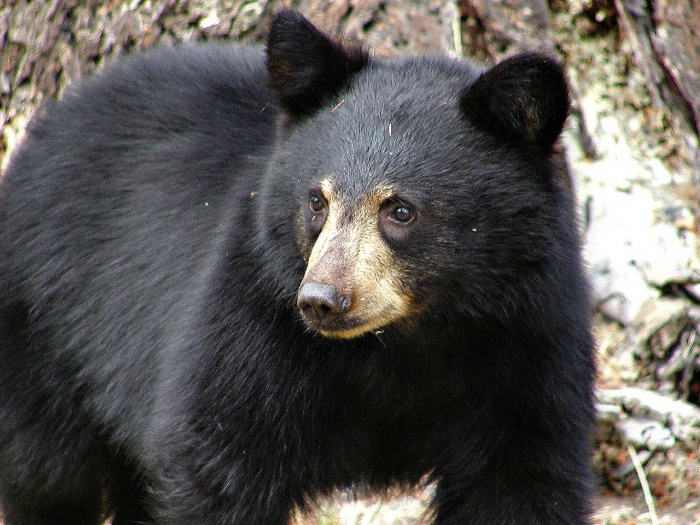National Black Bear Day - Black Bear