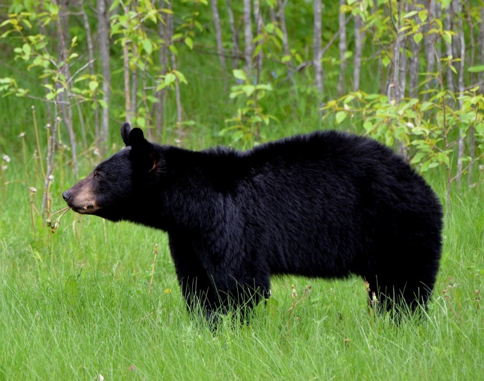 National Black Bear Day - Black Bear