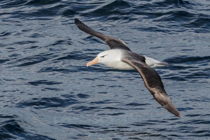 World Albatross Day - Black Browed Albatross