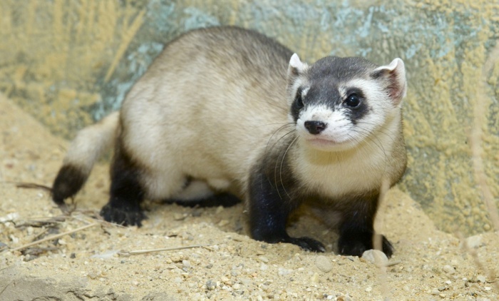 Black Footed Ferret Day - Black Footed Ferret