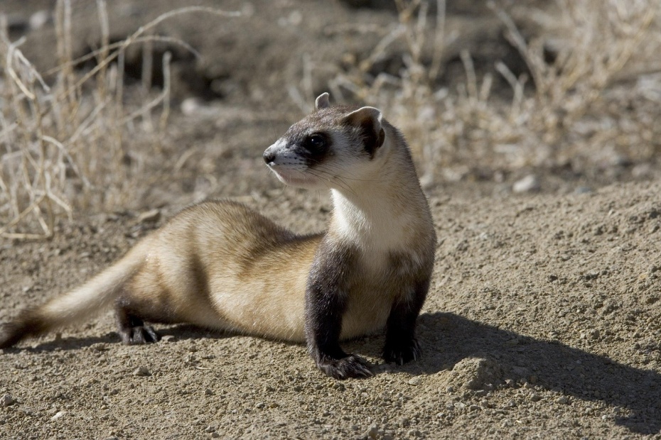 Black Footed Ferret