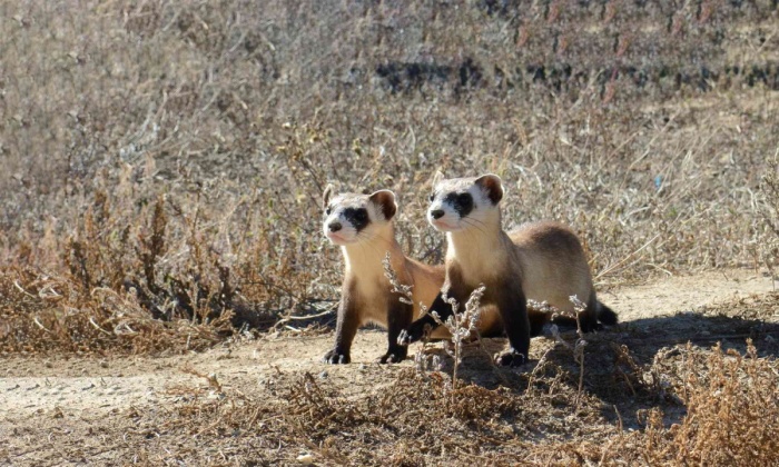 Black Footed Ferret