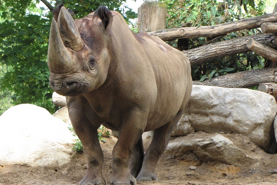 Black Rhinoceros