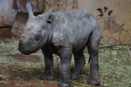 Black Rhino Baby