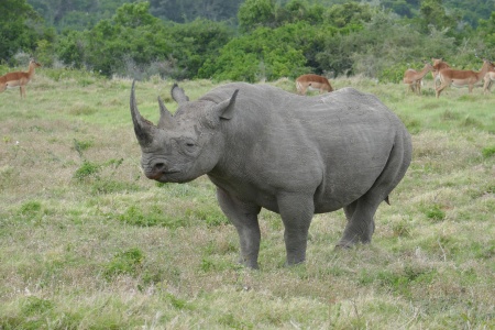 Rhinoceros Species - Black Rhinoceros 