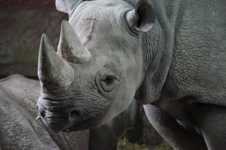Rhinoceros Species - Black Rhinoceros