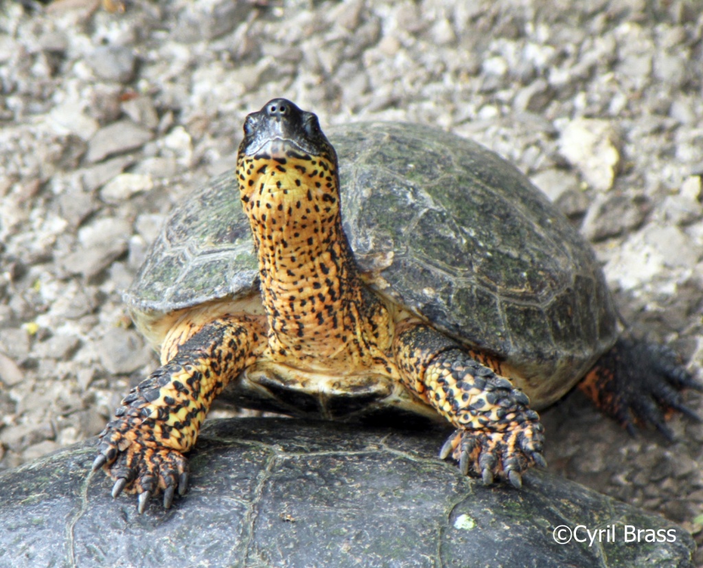 Central American Reptiles - Black River Turtle