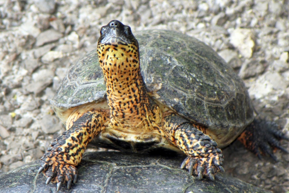 Black River Turtle