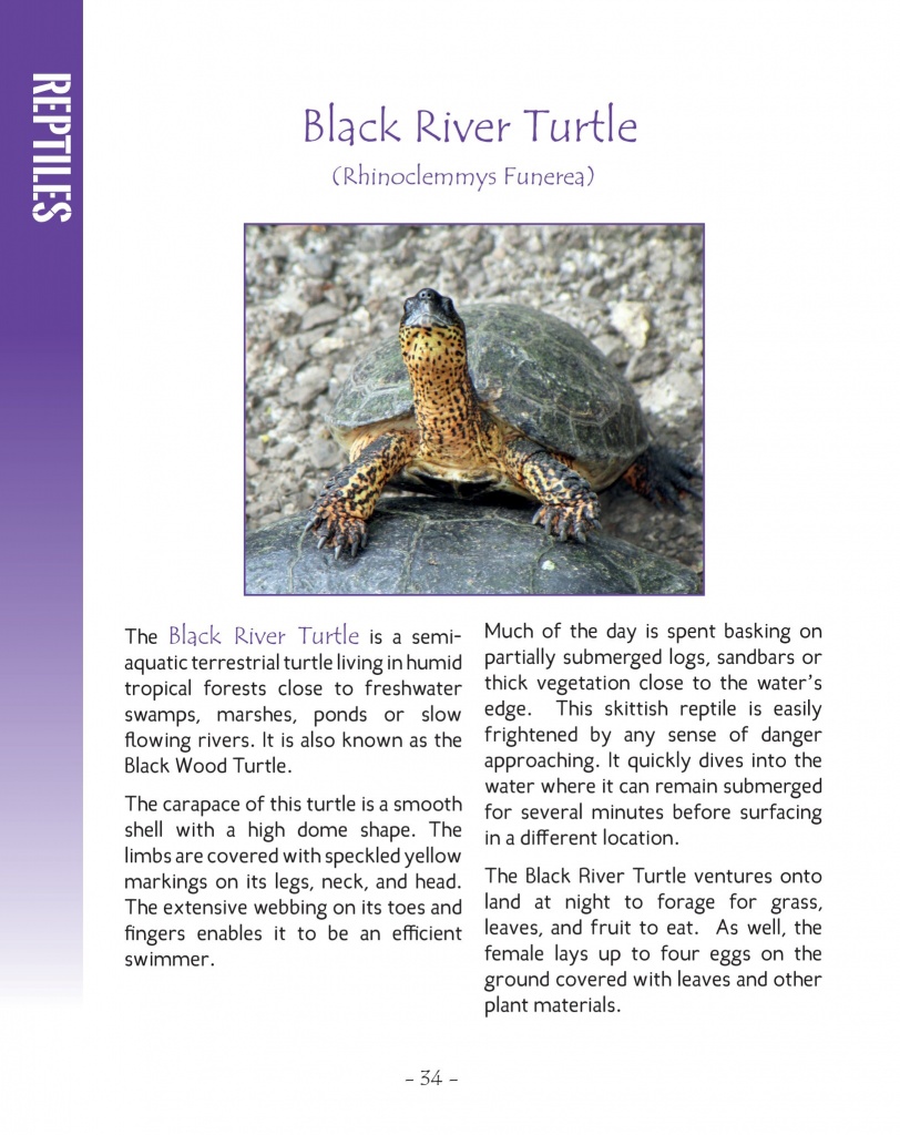 Black River Turtle - Wildlife in Central America 2 - Page 34
