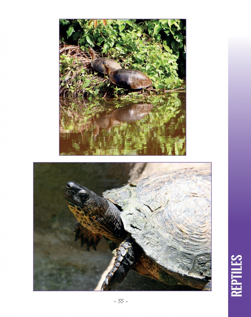 Black River Turtle - Wildlife in Central America 2 - Page 35