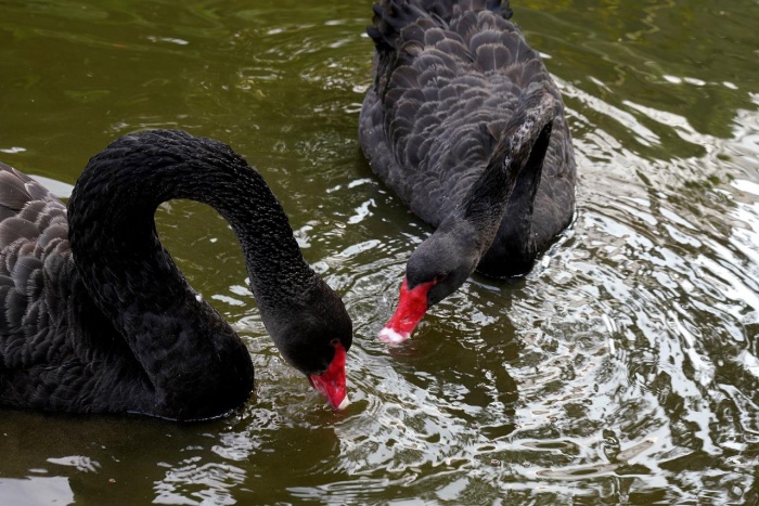 International Bird Day Black Swans 