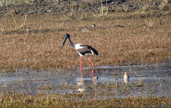 Threatened Species Day - Black-necked Stork