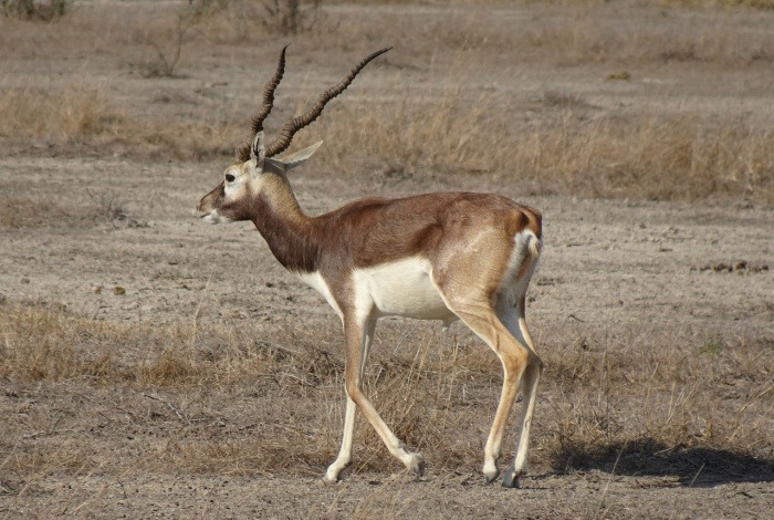 International Day for Biological Diversity - Blackbuck Indian Antelope