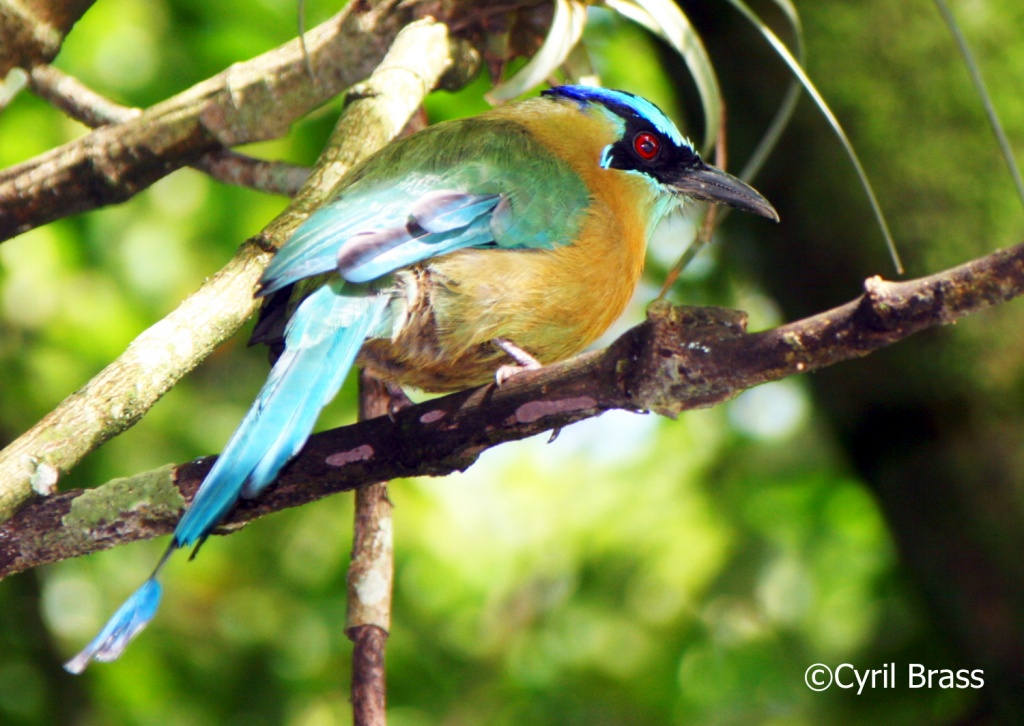 Central America Birds - Blue Crowned Motmot