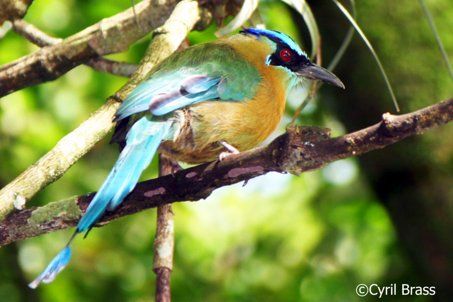 Blue Crowned Motmot