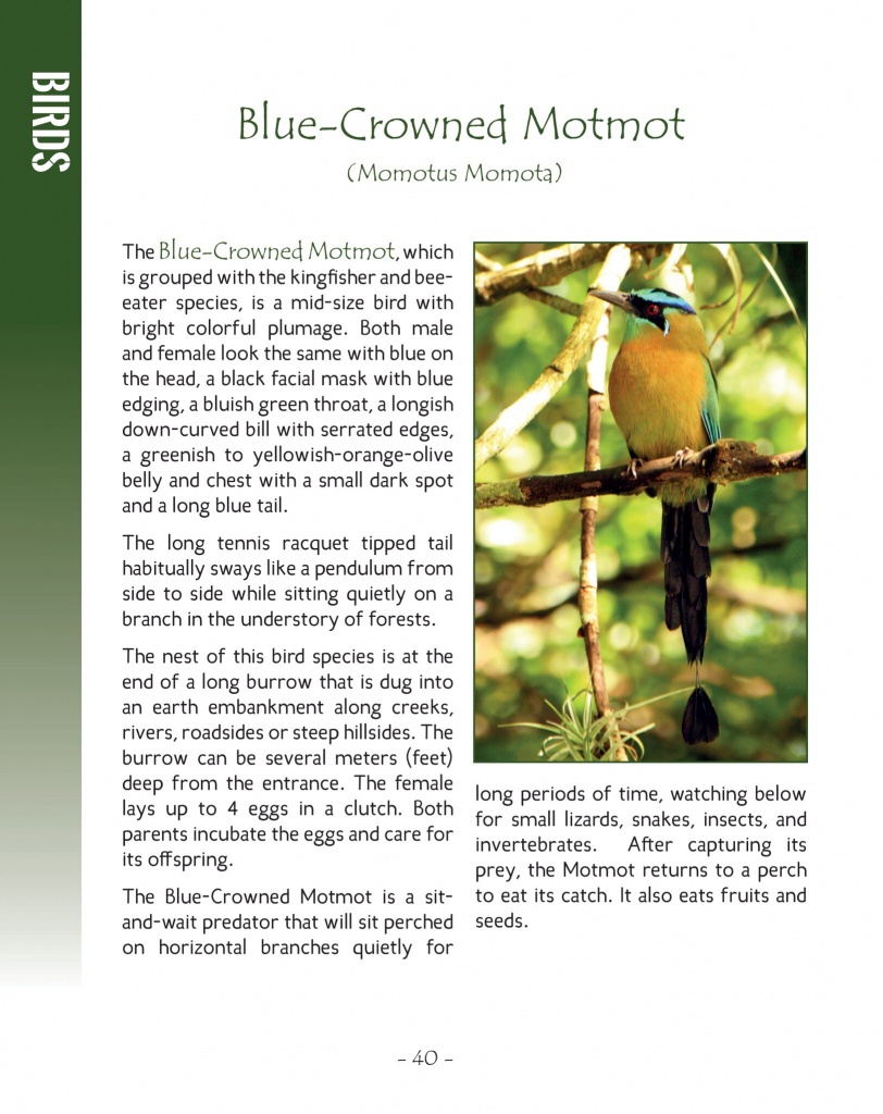 Blue Crowned Motmot - Wildlife in Central America 2 - Page 40