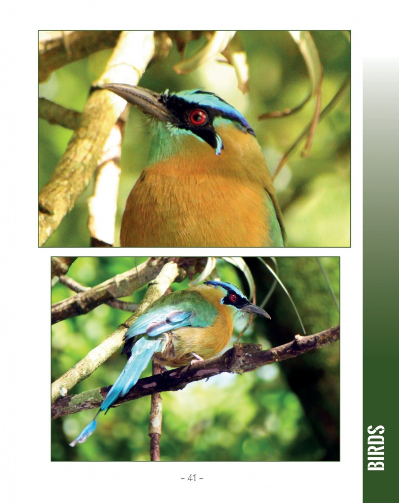 Blue Crowned Motmot - Wildlife in Central America 2 - Page 41