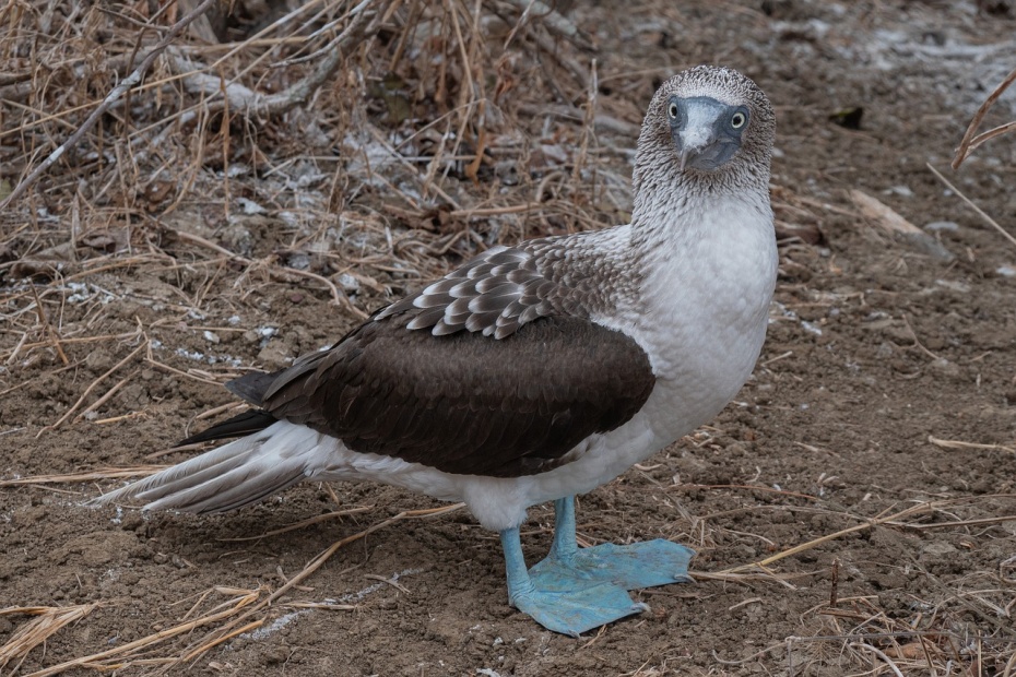 Blue-Footed Booby