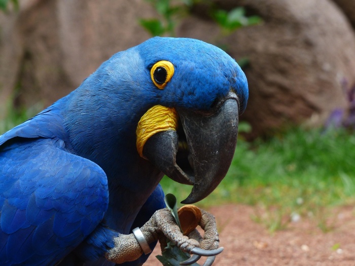 National Visit the Zoo Day - Hyacinth Macaw 