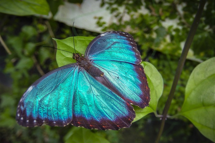 Learn About Butterflies Day - Blue Morpho Butterfly