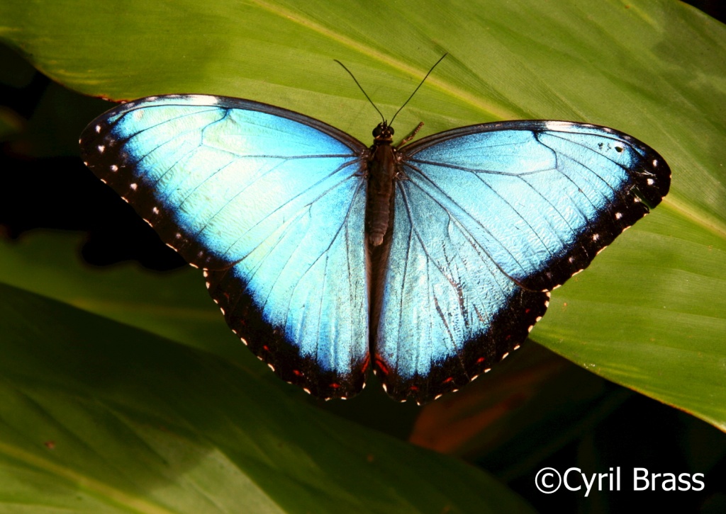 Insects in Central America - Blue Morpho Butterfly