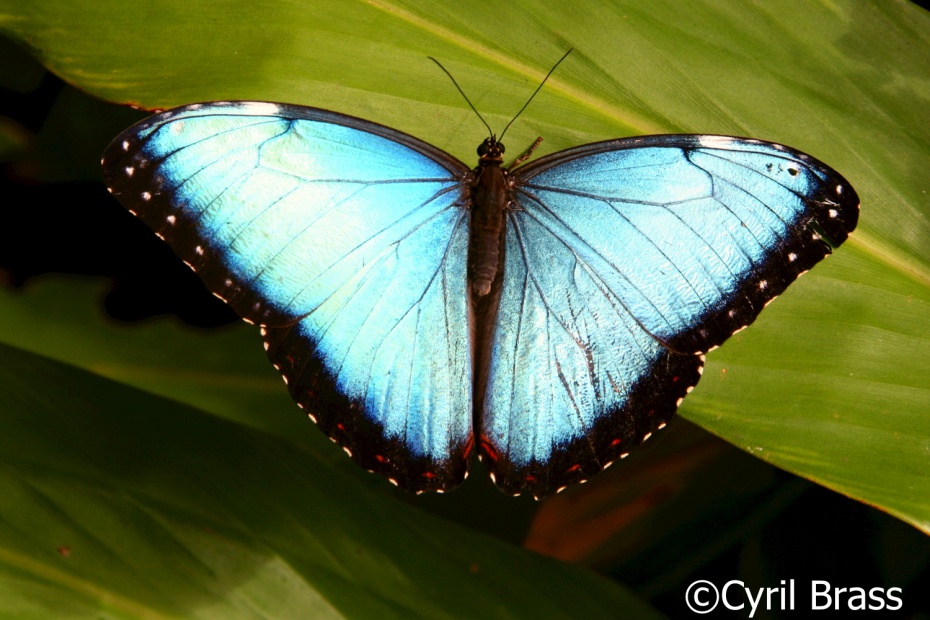 Blue Morpho Butterfly