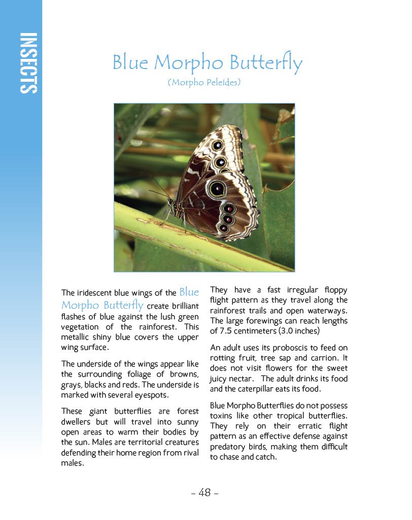 Blue Morpho Butterfly - Wildlife in Central America 1 - Page 48