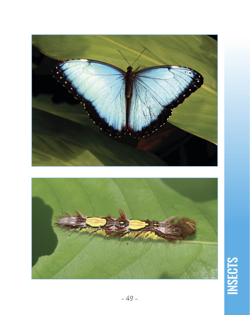 Blue Morpho Butterfly and Owl Butterfly - Blue Morpho Butterfly - Wildlife in Central America 1 - Page 49