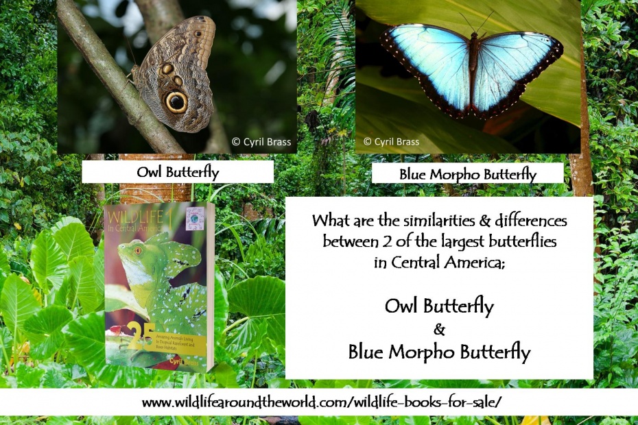 Blue Morpho Butterfly and Owl Butterfly