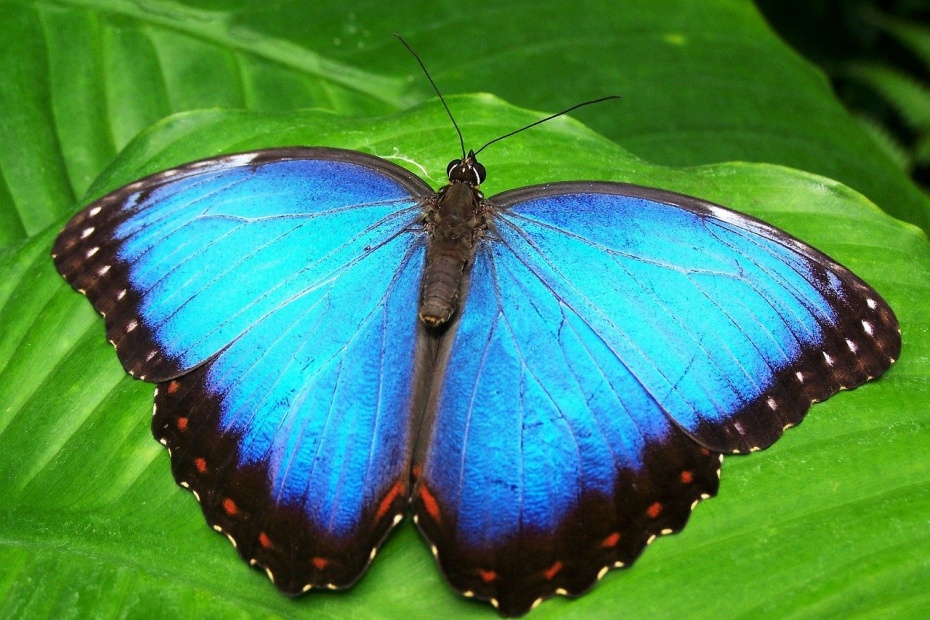 Blue Morpho Butterfly