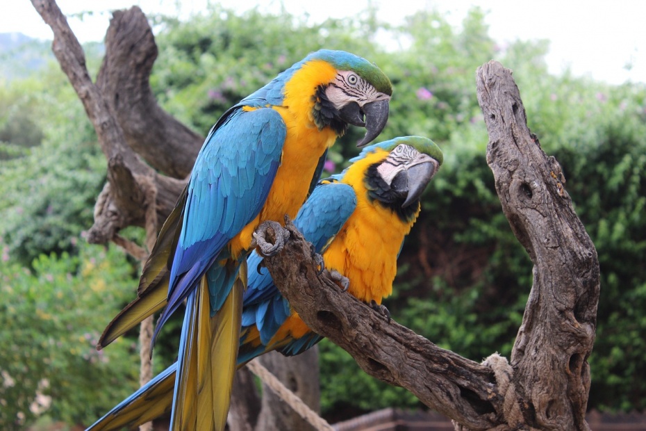 Blue and Yellow Macaws