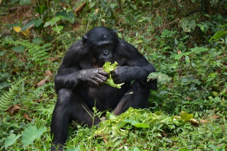 World Bonobo Day - Bonobo