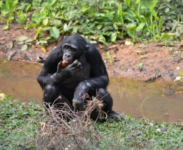 World Bonobo Day - Bonobo