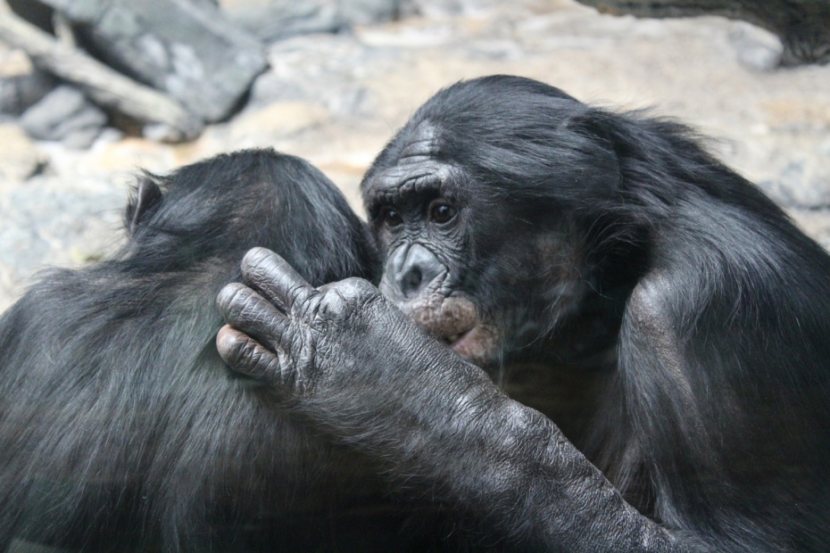 Bonobo