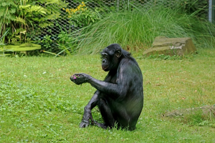 World Bonobo Day - Bonobo
