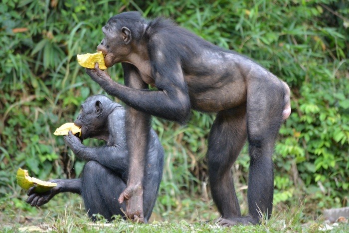 World Bonobo Day - Bonobo 