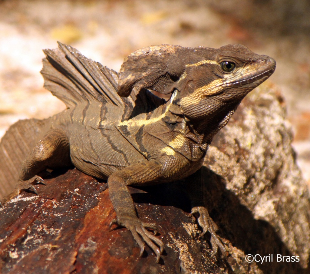 Central American Reptiles - Brown Basilisk